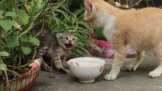 Kitten fights with adult cat for the first time [Protective kitten]