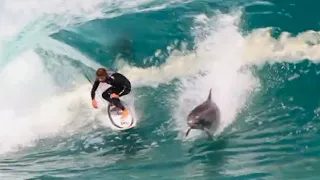 Dolphins Are Attacking Surfers