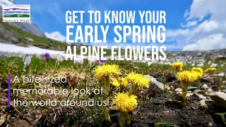 Early spring flowering alpine plants