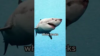 why this shark is impossible to cage #fact