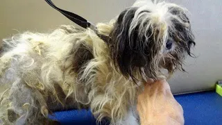 Matted Dogs Never Before Groomed - Miracle Makeovers Begin on Severely Neglected Puppy Mill Rescues