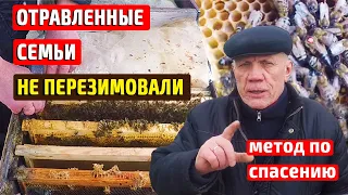 Как сохранить матку и горсть пчел Метод по спасению пчел