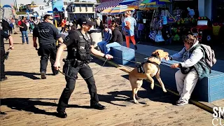 Police Dogs Training to Detect Explosives at Pier
