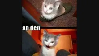 Probably the most funniest cat video you'll ever see nember 2