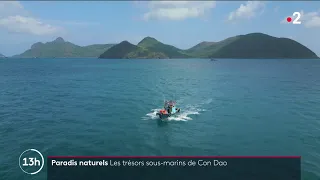 Paradis naturels : Les trésors sous-marins de Con Dao