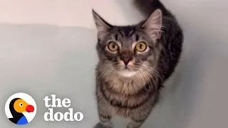 Woman Throws A "Rave Bath" For Her Cat Who Loves Bath Time | The Dodo
