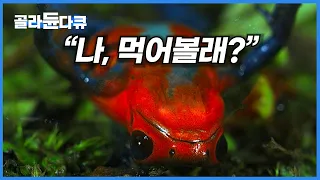 어그로 끌려고 진화한 개구리의 생존법│다큐프라임│#골라듄다큐