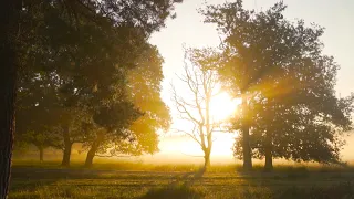 Muzyka Relaksacyjna do nauki i pracy. Natura i śpiew ptaków. Relaks sposób na stres. Muzyka do jogi