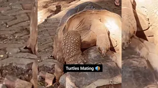 Rare sighting of Turtles mating: You won't believe your ears 🔊