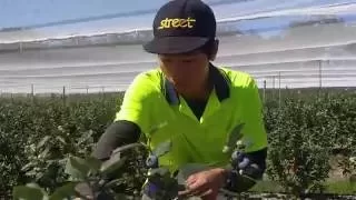 Picking Blueberry In Australia 採藍莓