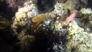 Camouflage Octopus Red Sea