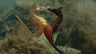 Amazing Seahorse Mating Compilation Video | Epic SEA CREATURES