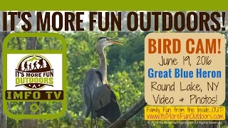 BIRD CAM! Great Blue Heron Takes Flight-Call, video and photos! IMFOTV!