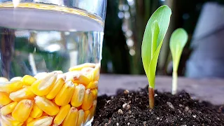 ✽How to Grow Corn ➤ at Home - Easy Way 🌽