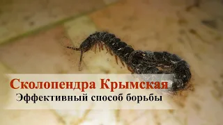 Сколопендры Крымские | Рабочий метод борьбы | Опасные гости | Так и Живём | 03.06.2022