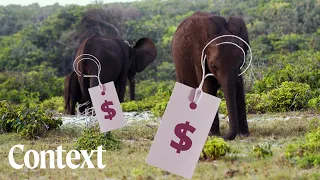 Can you pay an elephant to fight climate change?
