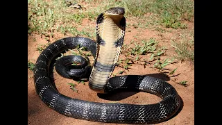 Snake in the monkey shadow