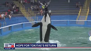 Announcement possible for orca Tokitae/Lolita's return to Puget Sound from captivity