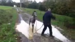 Foal plays in the water