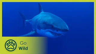 Adventure Ocean Quest (feature) - Go Wild