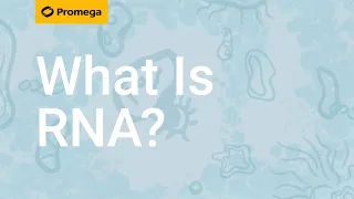 What Is RNA?