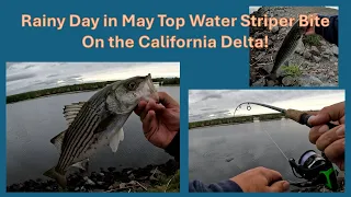 Stripers tracking Top Water Lures then taking them down like a SHARK!!!