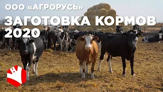 Заготовка кормов в 2020 году | Обзор фермы | Молочное животноводство | Растениеводство