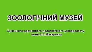 Музей Зоології Сумського державного педагогічного університету імені А.С. Макаренка