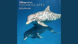 Dolphins Surfacing and Swimming