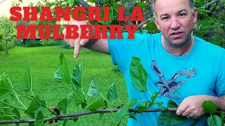 Shangri La Mulberry | How to grow a Mulberry Tree | 2021 Harvest