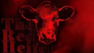 The Red Heifer: An Interfaith Overview