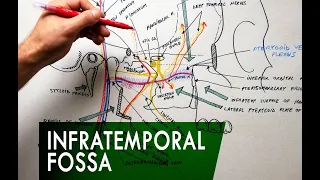 The Infratemporal Fossa -  Boundaries & Contents | Anatomy Tutorial