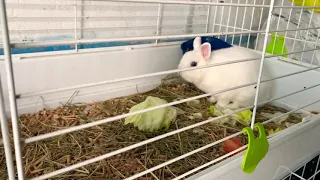 Cute Bunny Rabbits In PetShop Store TheReef Gibraltar / Милые Зайцы Кролики Зоомагазин Риф Гибралтар