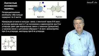 Дубынин В.А. - 100 часов школьной биологии - 2.5. Нуклеотиды, ДНК, репликация.