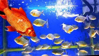 live feeding piranha fish tank