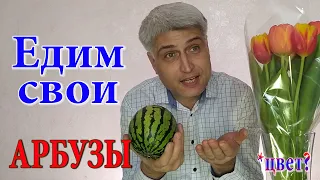 Жёлтый арбуз в Сибири! Это как?