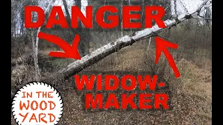 #299 - Dangerous and Hung Up Tree; Cut Down!  A Widow maker.