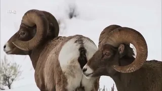 Los LOBOS de YELLOWSTONE - Documental Completo 2022