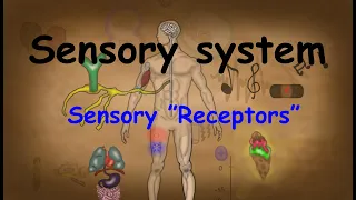 8. Introduction to The Sensory System and   sensory " Receptors " /physiology and anatomy