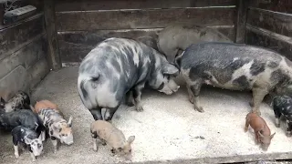 Piglets at just over a month old