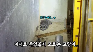 밥도 물도 없이 3일을 버티고 있던 고양이..(고양이탐정)