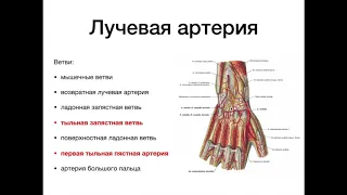 Артерии верхней конечности плечевая, лучевая, локтевая, артерии кисти