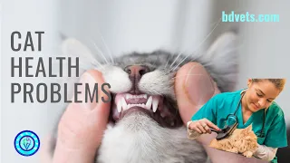 Common Cat Health Problems: Proven Strategies for a Thriving Kitty