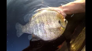 Fishing for TWO POUND PLUS BLUEGILLS!