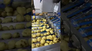 Packing chef potatoes for Fair French fries NEWTEC in action🥔