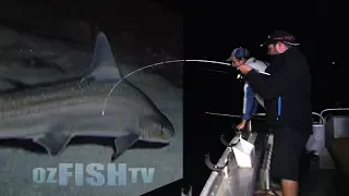 Oz Fish TV - Gummy Sharks in Westernport