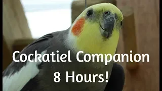 Cockatiel Companion 8 HOURS OF COCKATIELS!!! Mega Compilation