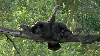 Turkey Poults Roosting mbo blog