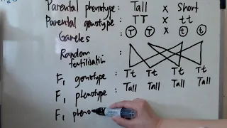 Genetic diagram