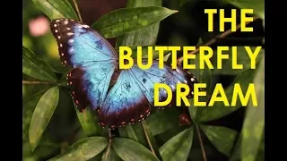 The Butterfly Dream - A Magical Course in Addiction, Depression and Anxiety Recovery